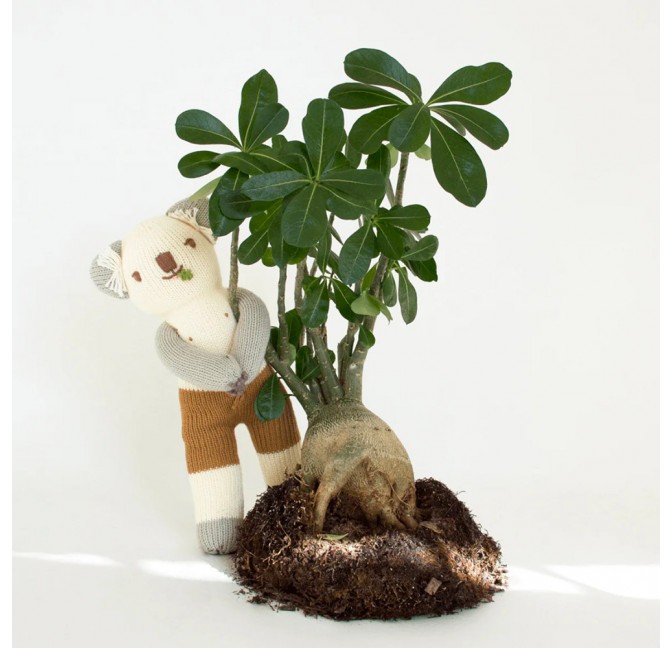 Doudou Koa le Koala - Blabla Kids