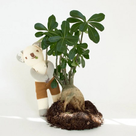 Doudou Koa le Koala - Blabla Kids